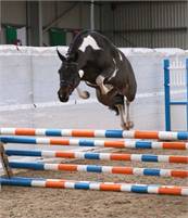 Incredible Paint Pony Jumper For Beginners And Experts