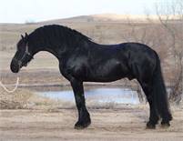 Trained Friesian Horse Ready To Go