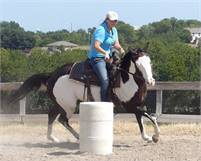 Energetic and Elegant American Paint Gelding For Every rider